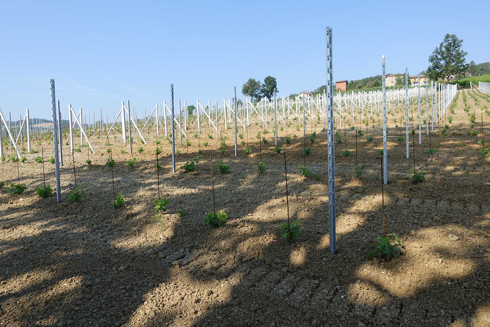 "Grow babies, grow!" Vietti's new plantings of Timorasso — which will complement the older vines in a vineyard they purchased — are a sign of their commitment to Timorasso. There is talk of multiple bottlings in the future. ©Vietti