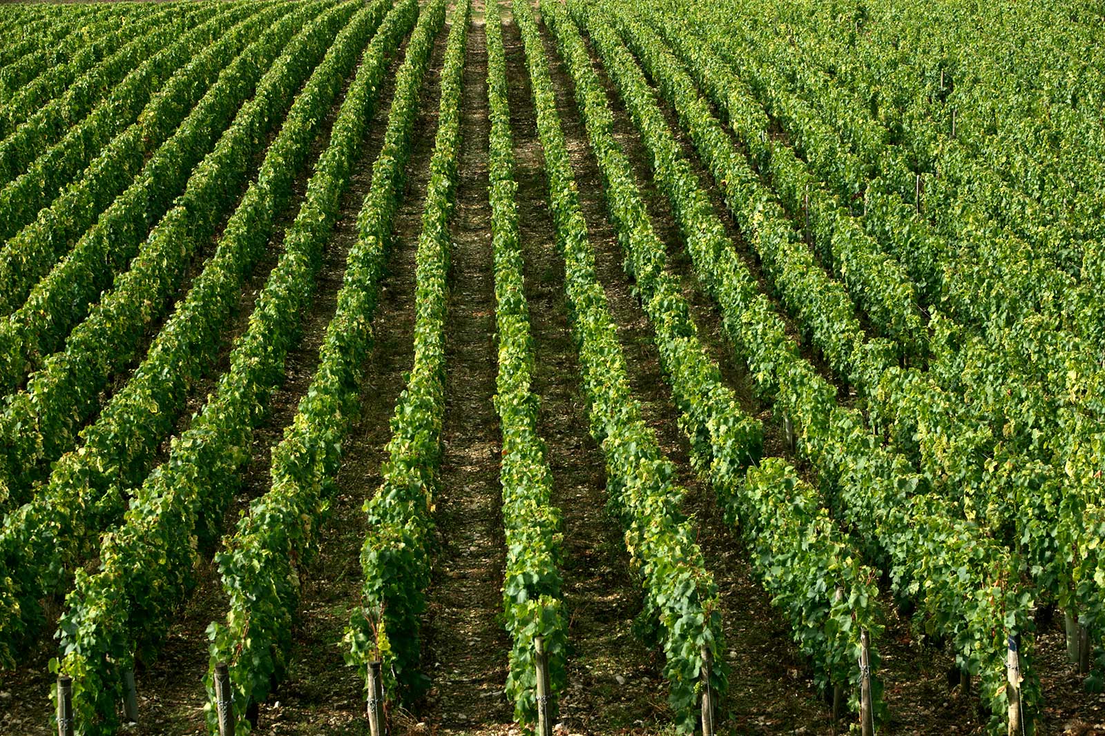 Truth be told, Chorey-les-Beaune's vineyards are as visual indistinct as anywhere, but the wines are nonetheless detailed and charming. ©Maison Joseph Drouhin.