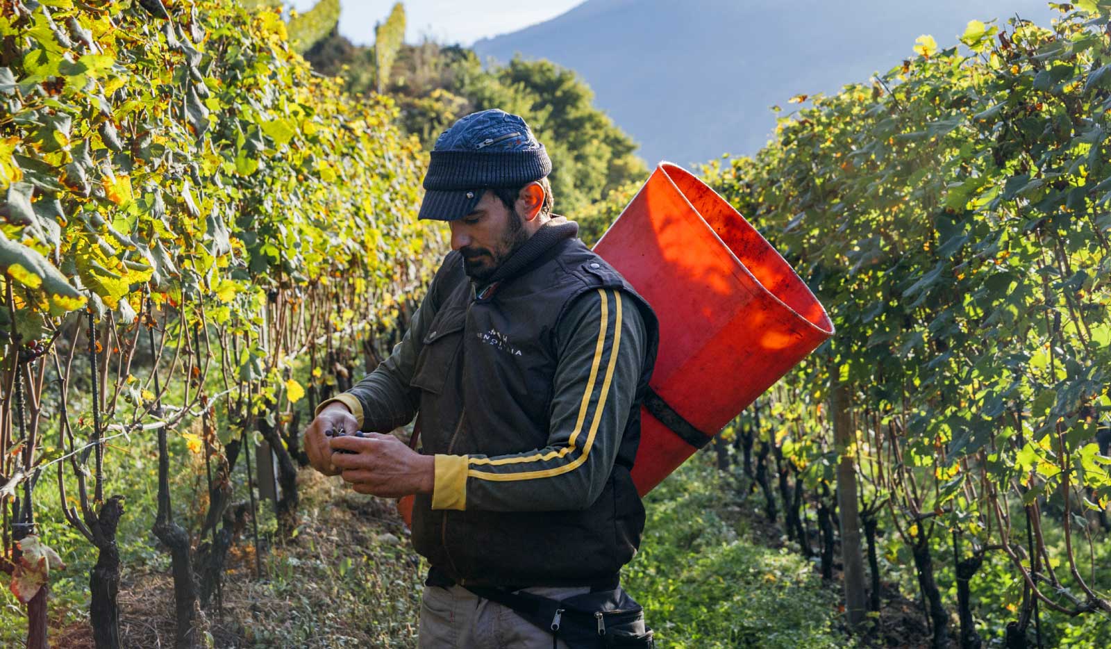 Winemaker Marco Fay in one of Sandro Fay's vineyards. The bucket on his back? A hallmark of Valtellina's "heroic viticulture." ©Kevin Day/Opening a Bottle