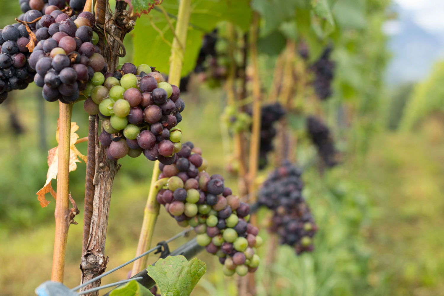 Pinot Noir grapes near veraison in Alto Adige, Italy. ©Kevin Day/Opening a Bottle