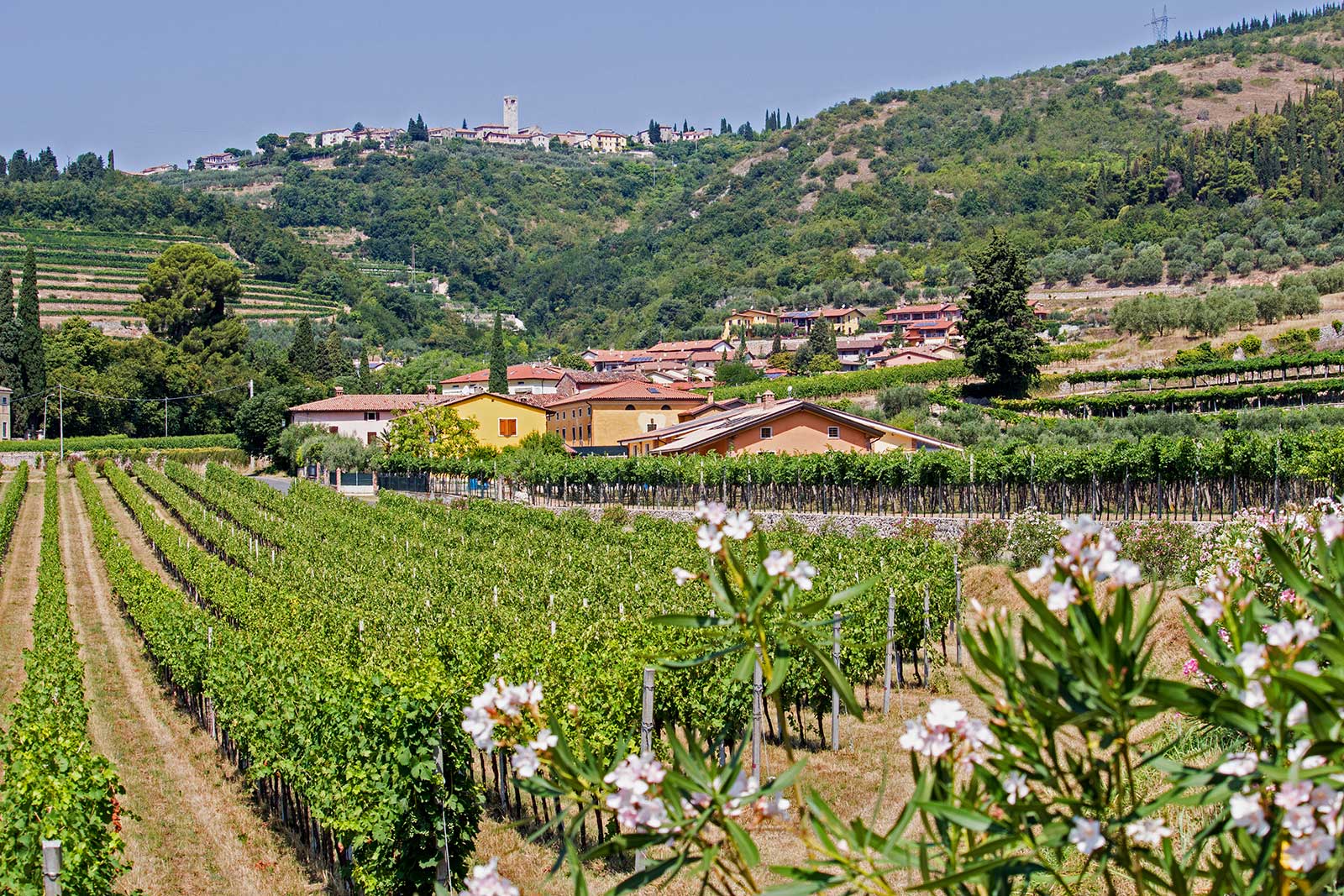 The rolling lower slopes of Monti Lessini foster the unique microclimates that have made Valpolicella such a renowned and diverse wine region.