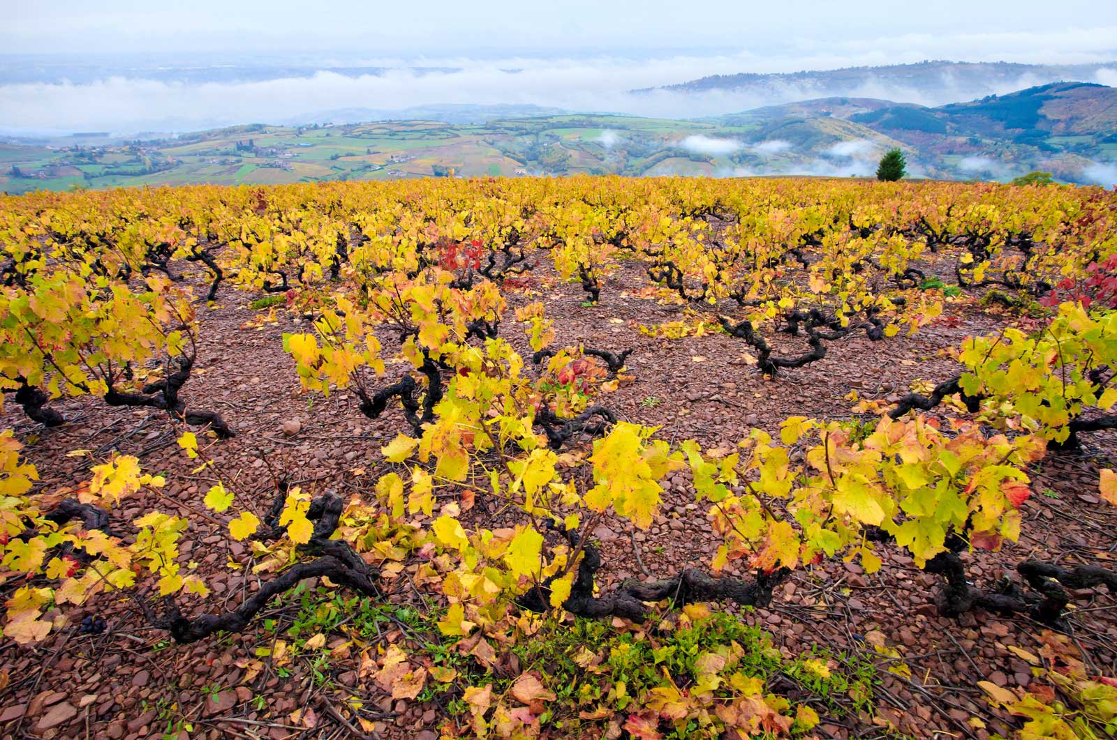 Vineyards in the Cru of Chiroubles, Beaujolais, France.