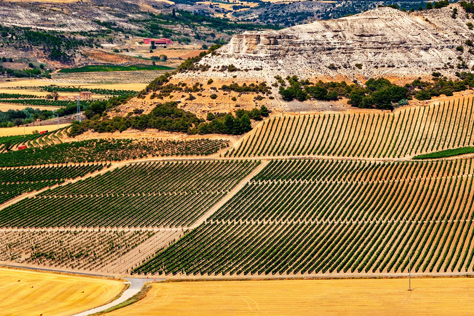 A view over the vineyards near Penafiel in the heart of Ribera del Duero.