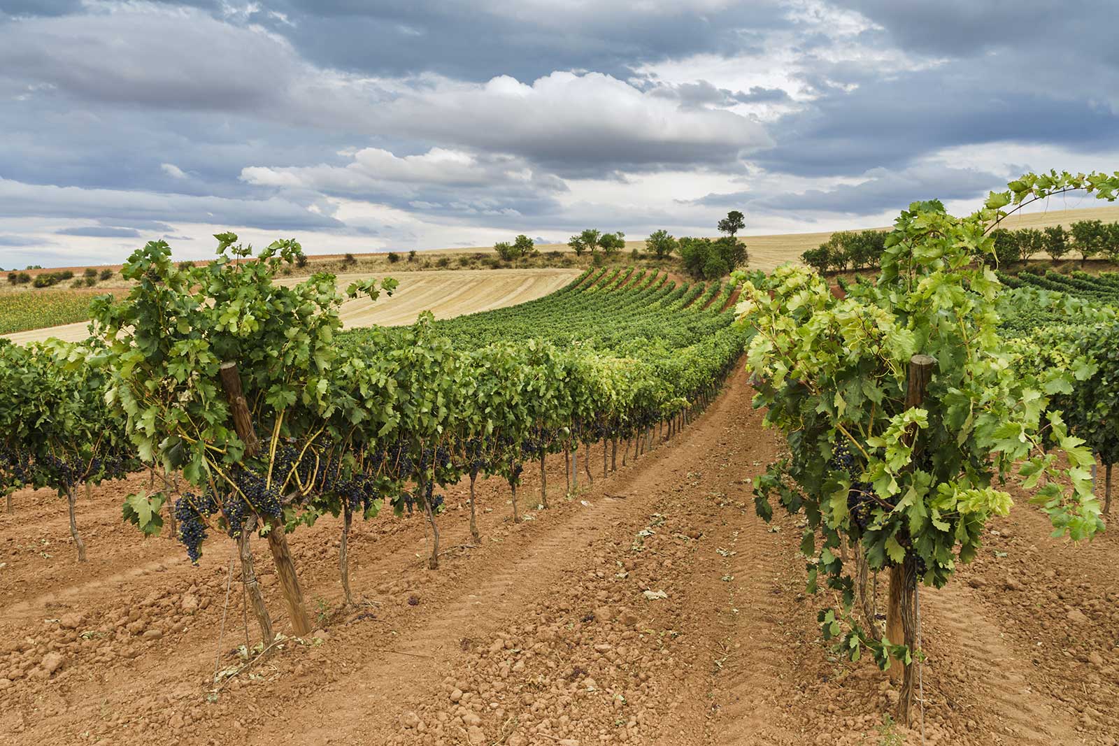 Vineyards in Ribera del Duero