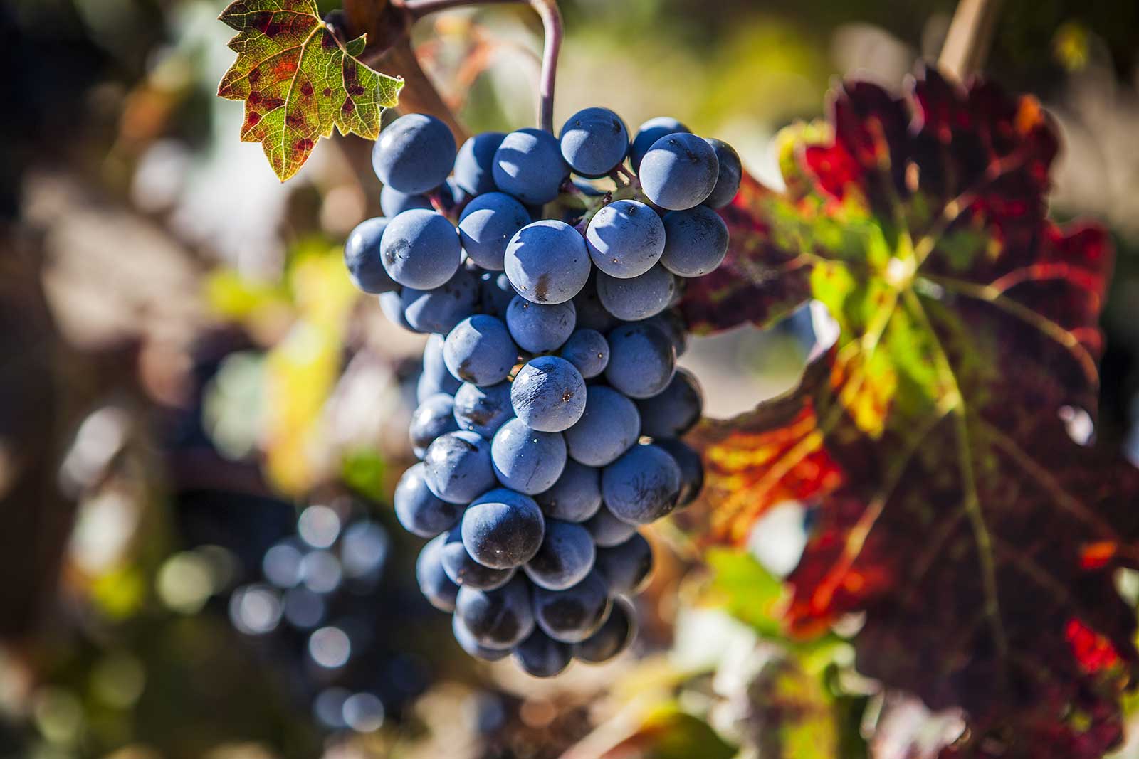 Tempranillo grape, Tinto Fino of Ribera del Duero, Opening a Bottle Wine Magazine