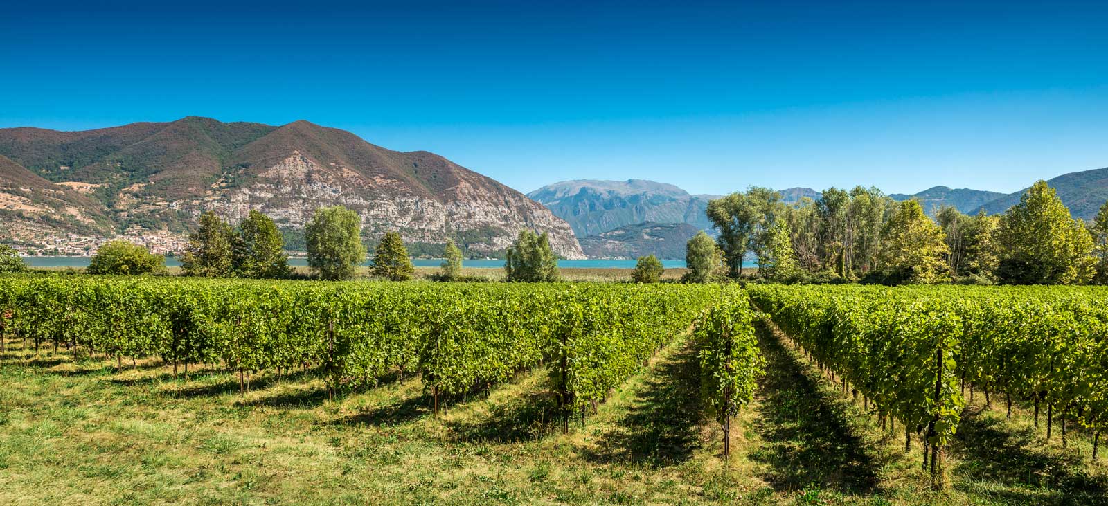 The vineyards of Franciacorta. ©Fabio Cattabiani/Consorzio di Franciacorta