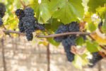 Pinot Noir grapes in the Russian River Valley. ©Kevin Day/Opening a Bottle