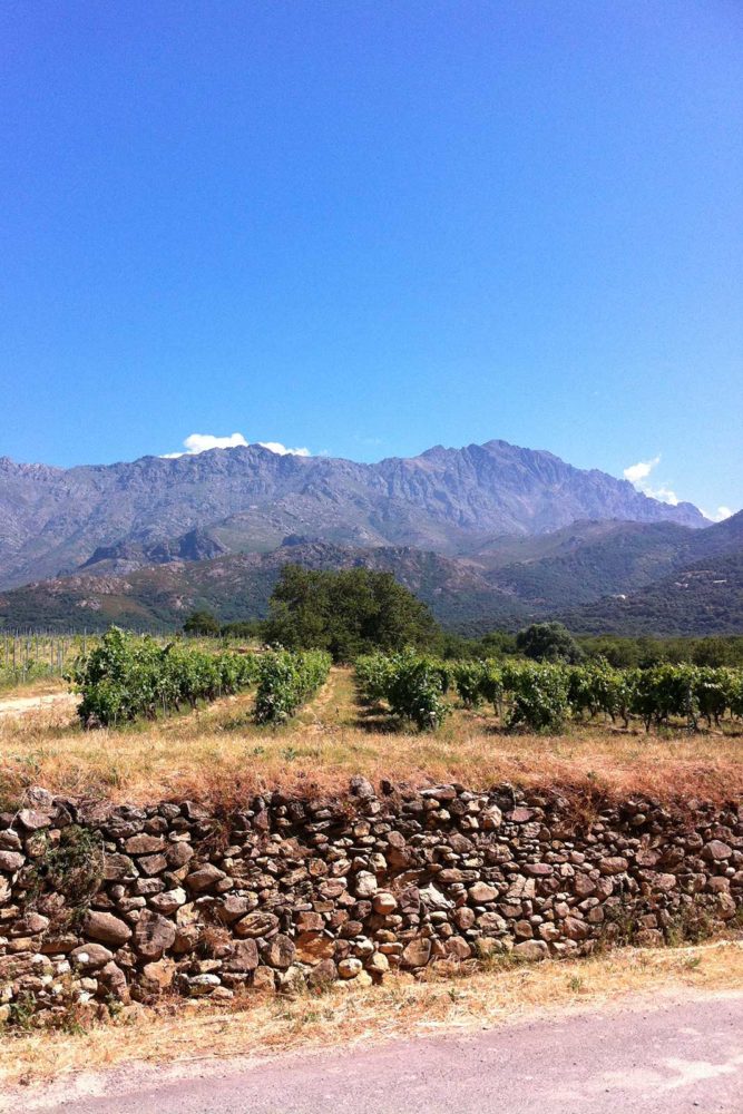 Looking over the vineyards of Domaine Maestracci in Corsica's northwestern subzone of Calvi. ©Kermit Lynch Wine Merchants