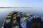 Bringing the grapes in from Mozia Island, Sicily. ©Tasca d'Almerita