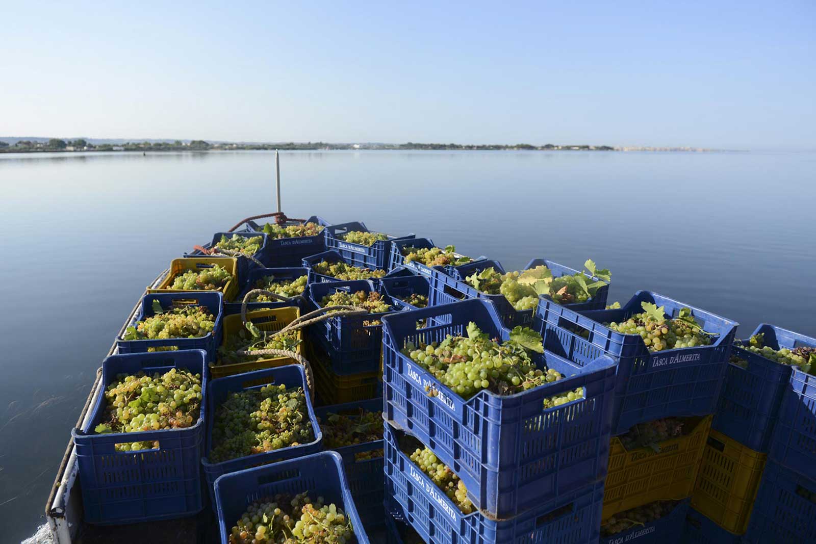 Bringing the grapes in from Mozia Island, Sicily. ©Tasca d'Almerita