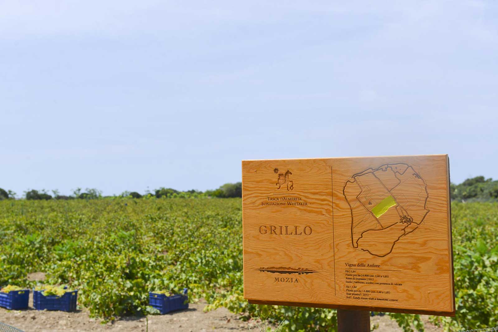 The Grillo vineyard on Mozia comprises 12 of the 40 hectares on the island. ©Tasca d'Almerita