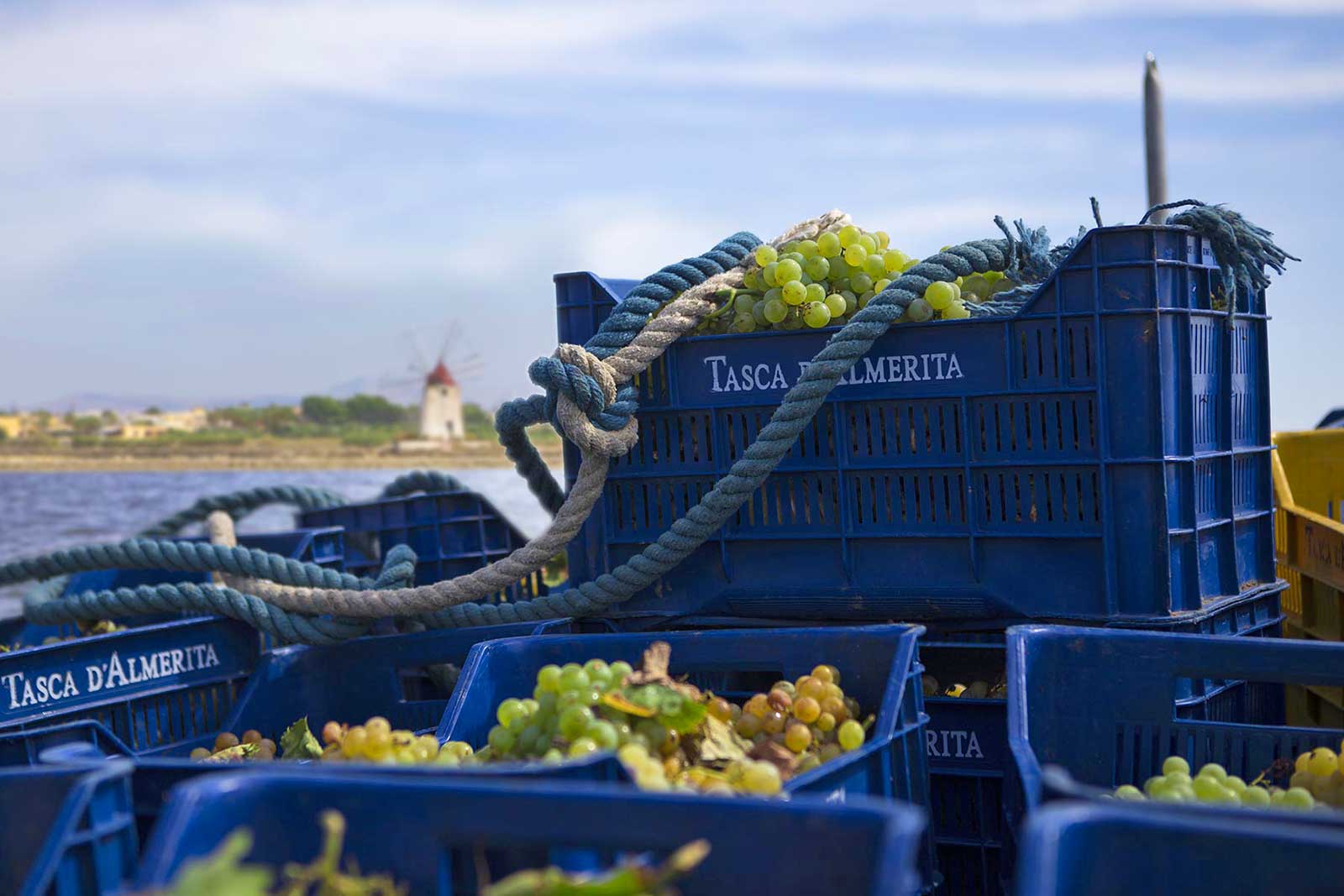 Harvesting Mozia requires transport of the grapes via skiff across the lagoon. ©Tasca d'Almerita