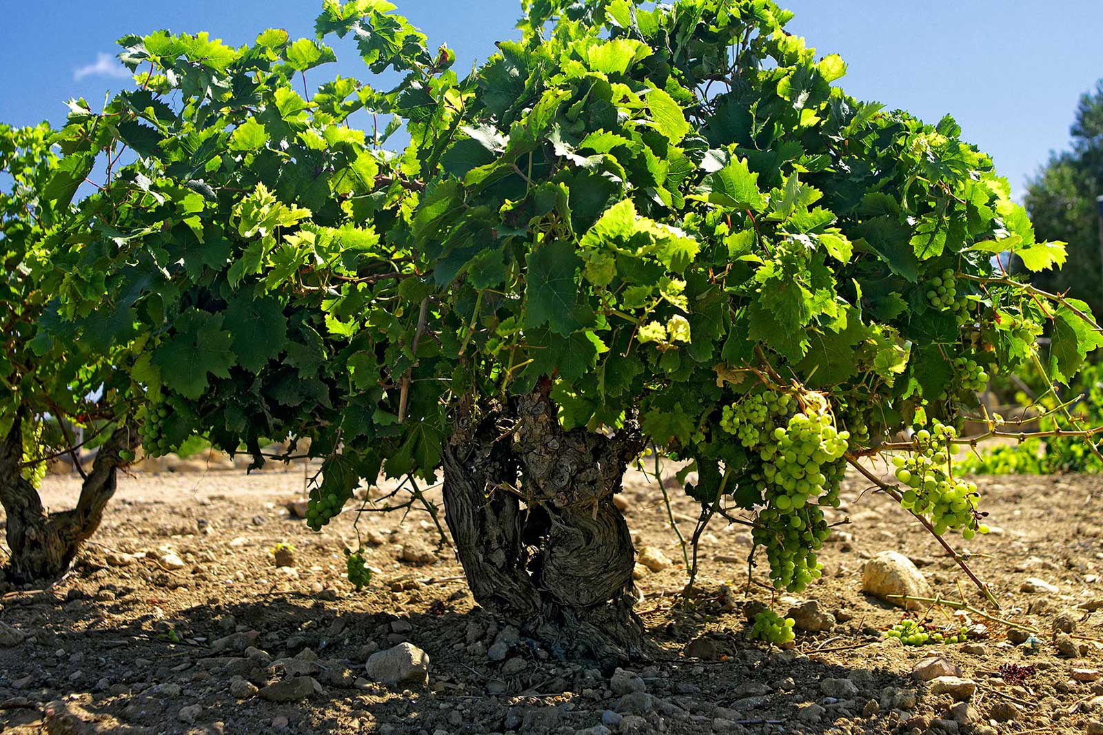 One of the old Grillo vines in the Mozia vineyard. ©Tasca d'Almerita