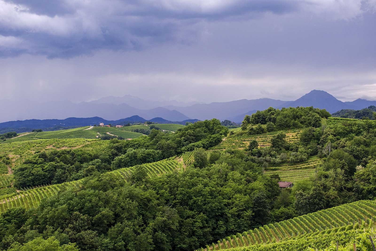 The rolling hills of Alto Piemonte with the Italian Alps in the distance. (Stock photo)