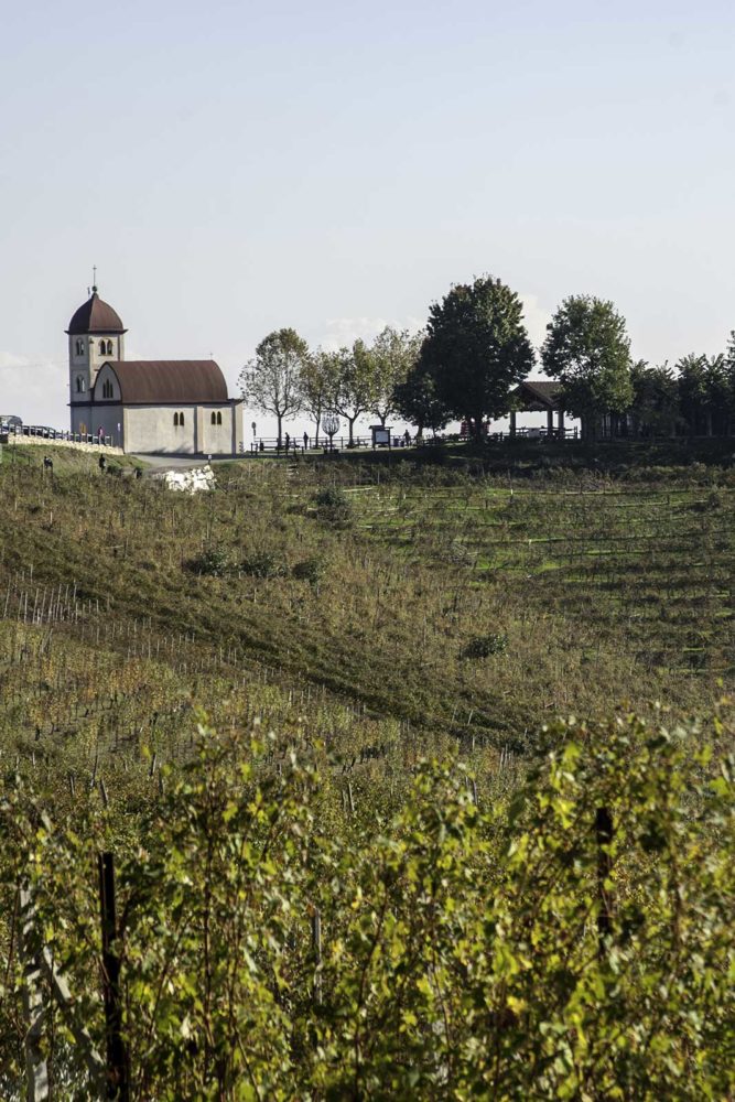 The prized Castelle vineyard of Gattinara, where some of Petterino's holdings are found. Stock image.