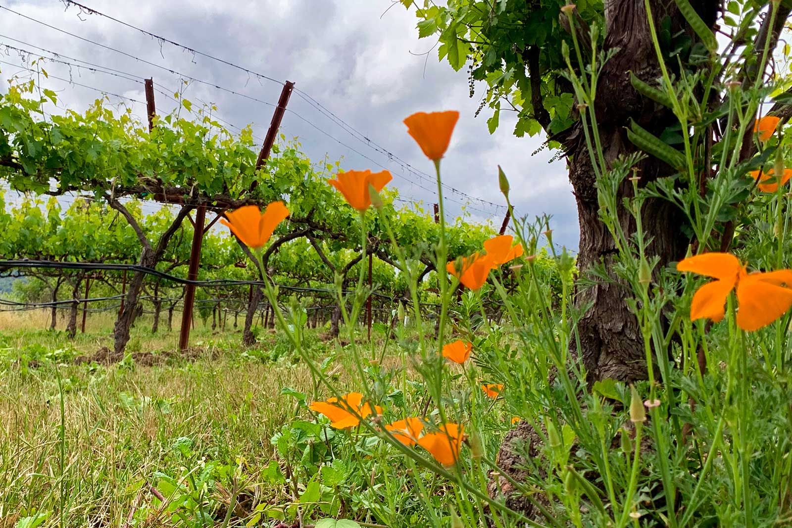 Poppies grow in springtime in one of the Matthiasson vineyards. ©Matthiasson