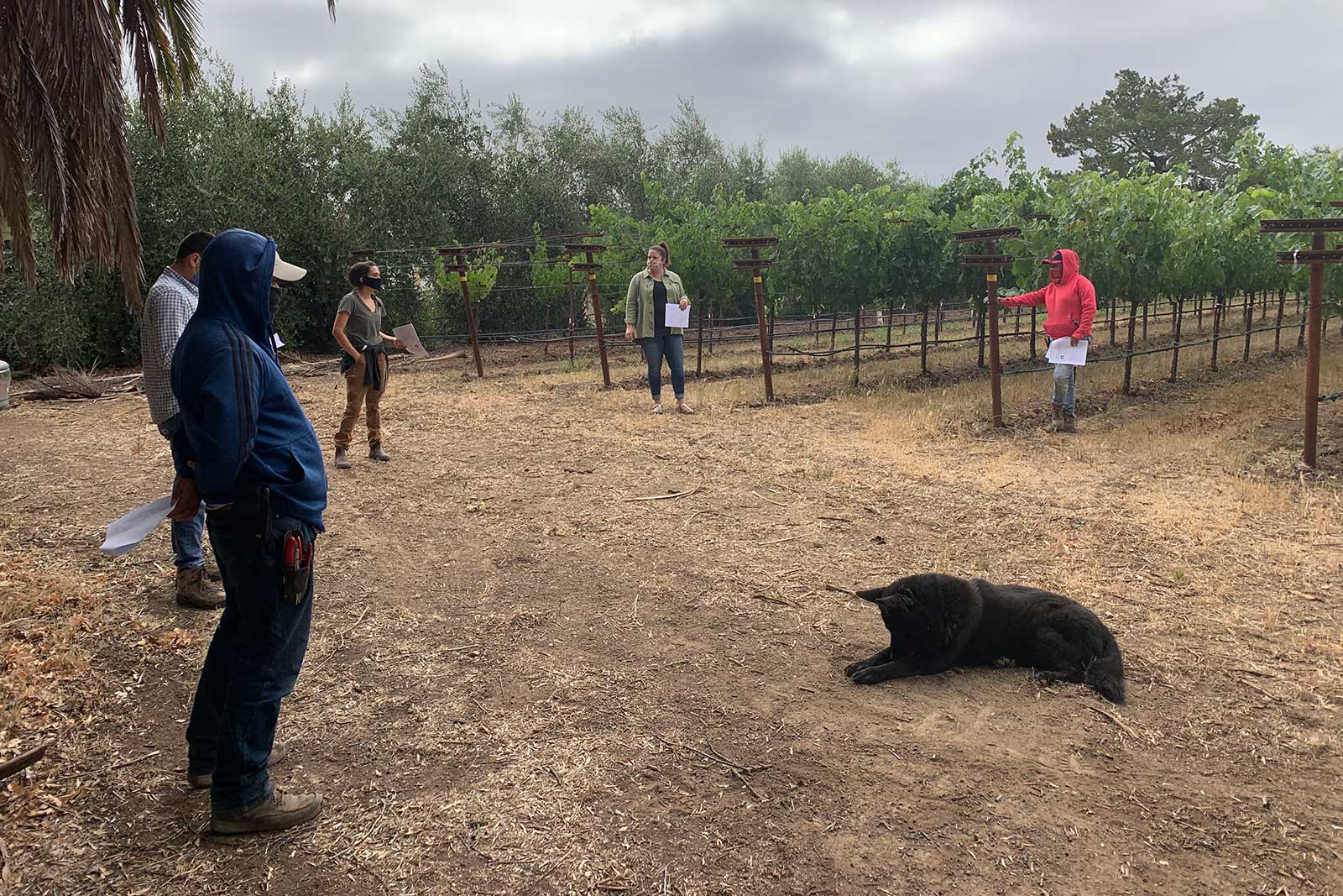 The Matthiasson team meets in the vineyard — while maintain social distance due to the COVID-19 pandemic. ©Steve Matthiasson