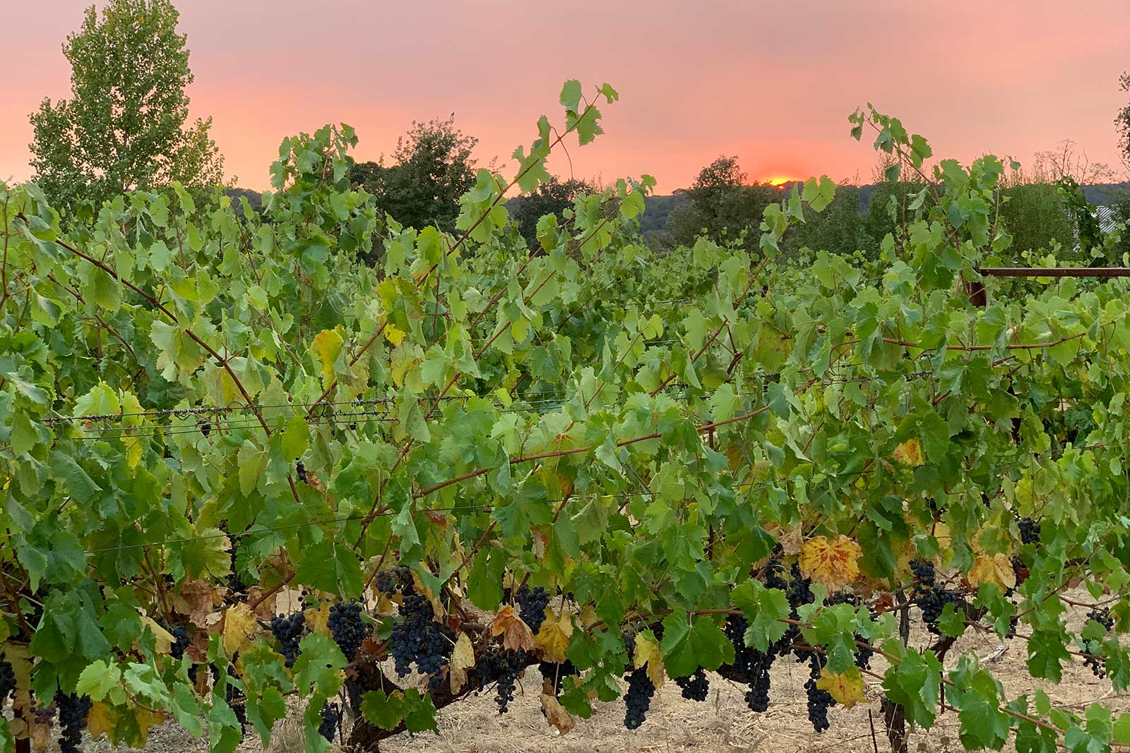 Embracing sustainability carries over to Matthiasson's approach in the vineyard, which was put to the test in 2020 by the worst fire season in California history. ©Steve Matthiasson