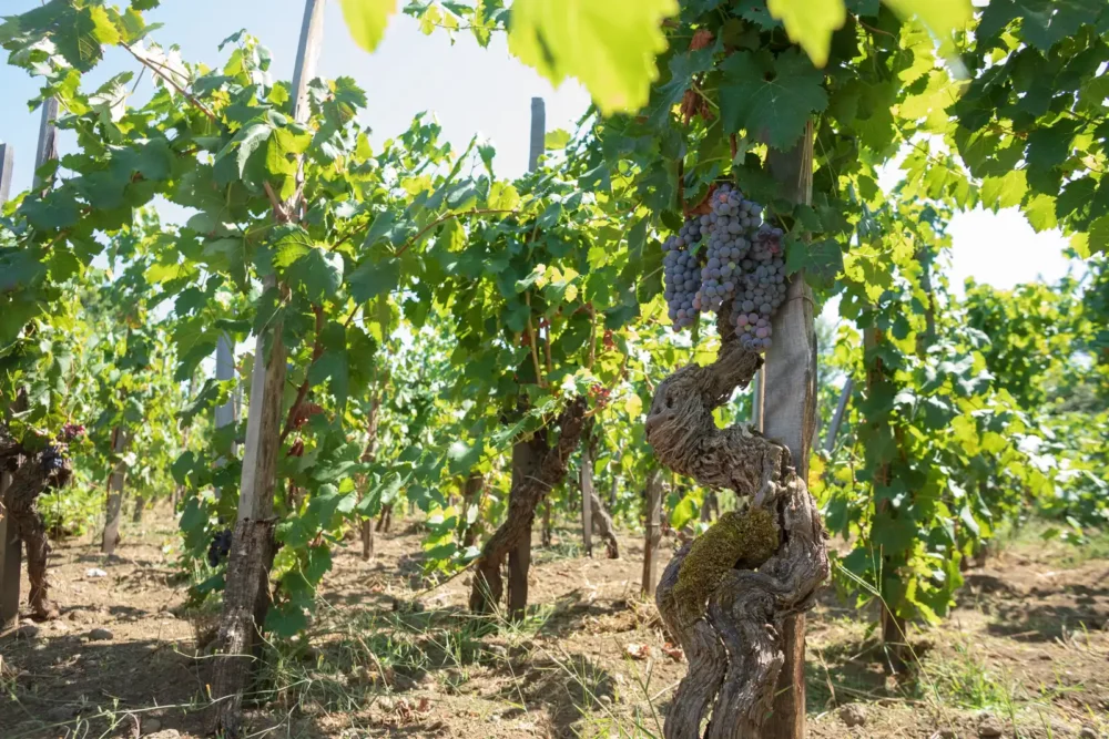 Old vine Nerello Mascalese on the slopes of Mount Etna at one of Donnafugata's parcels.