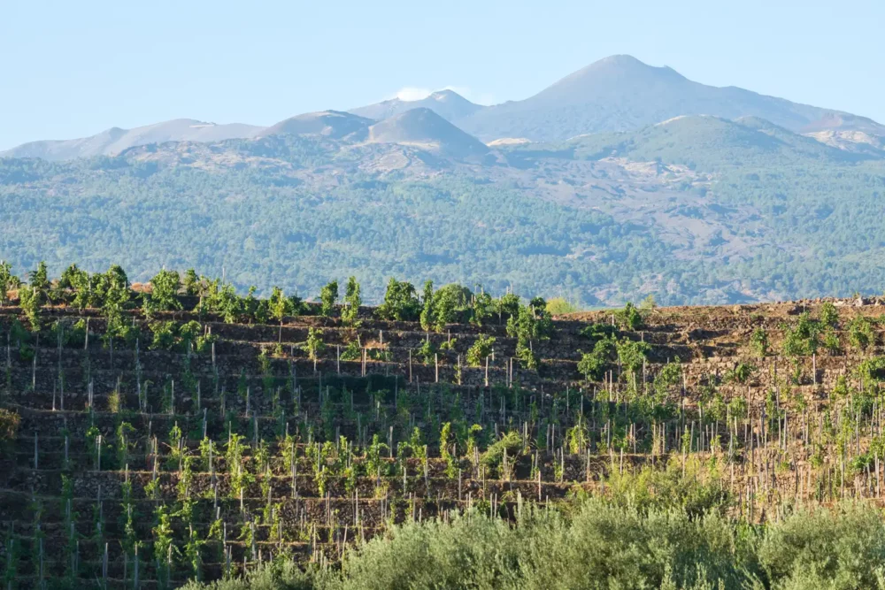 Terraced vineyards and Mount Etna in Sicily