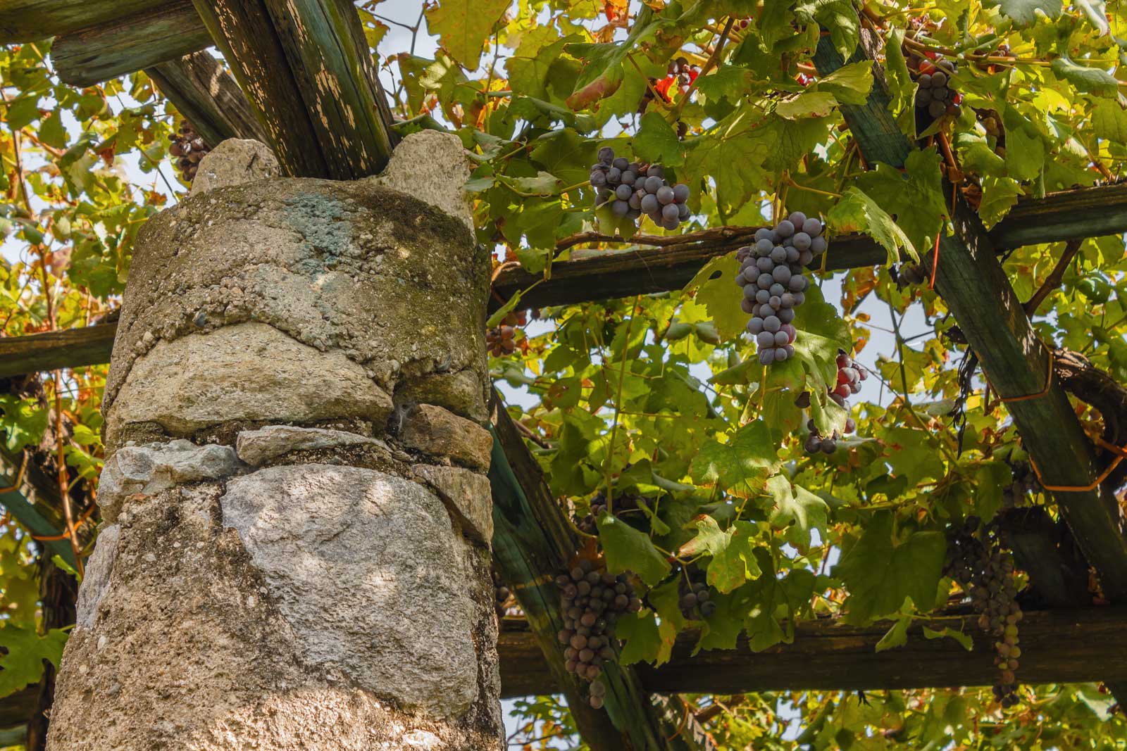 Because of the trellising, Nebbiolo in Carema ripens under a shade canopy. Stock photo.