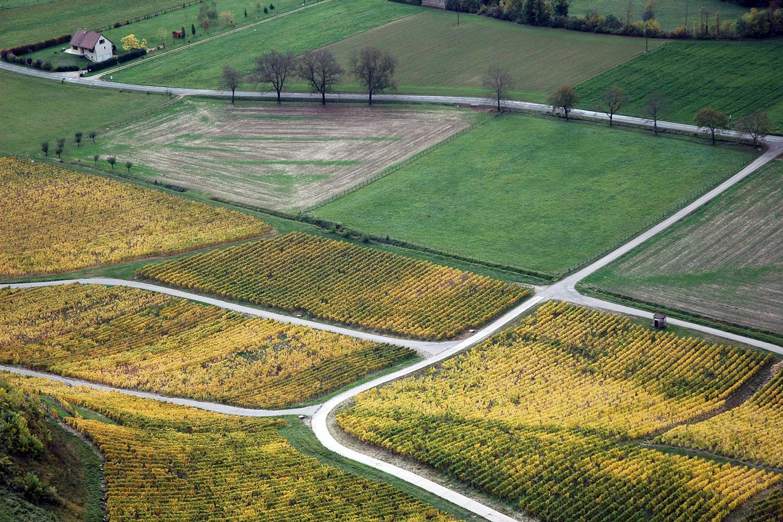 Vineyards in the Jura of France. (Stock photo)