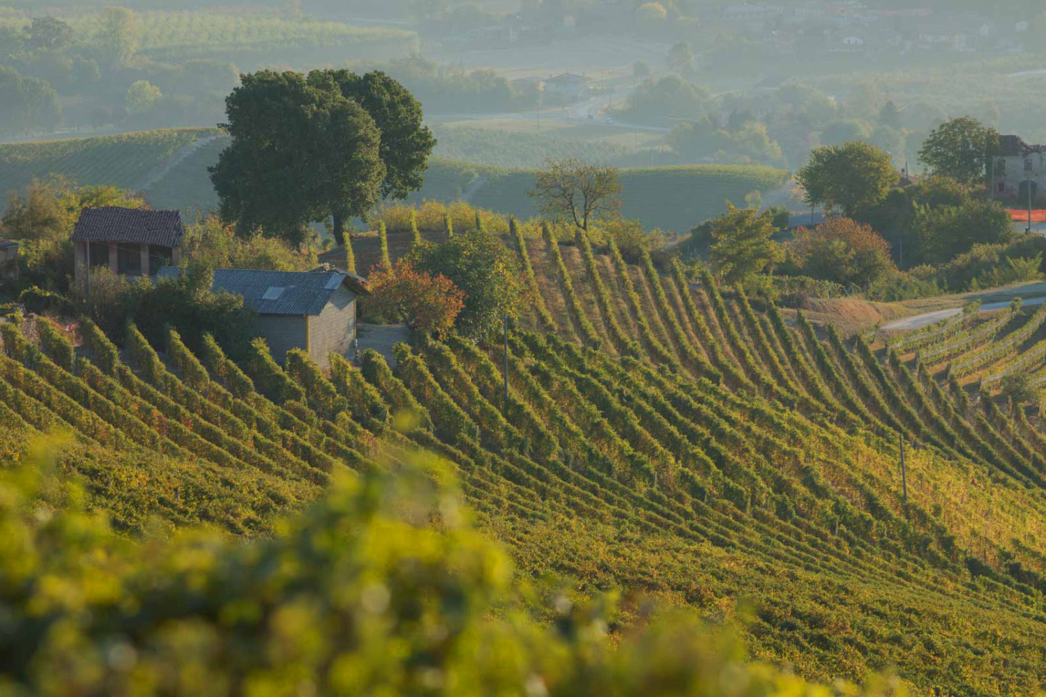 Brunate vineyard, La Morra, Italy. ©Kevin Day/Opening a Bottle