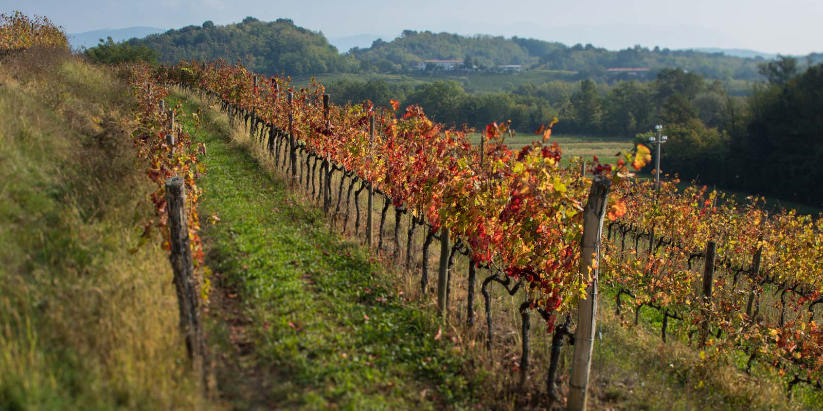 Vineyards in Friuli-Venezia Giulia. ©Kevin Day/Opening a Bottle