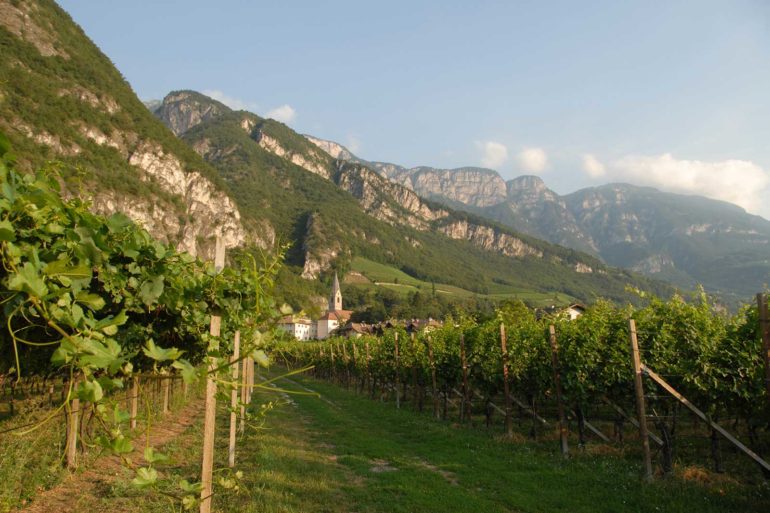 In Alto Adige, cooperative wineries are a mainstay, but many large producers — such as Alois Lageder, whose Porer vineyard is pictured here — have a part-négociant, part-estate fruit approach, buying some of their grapes from area growers as well. ©Alois Lageder