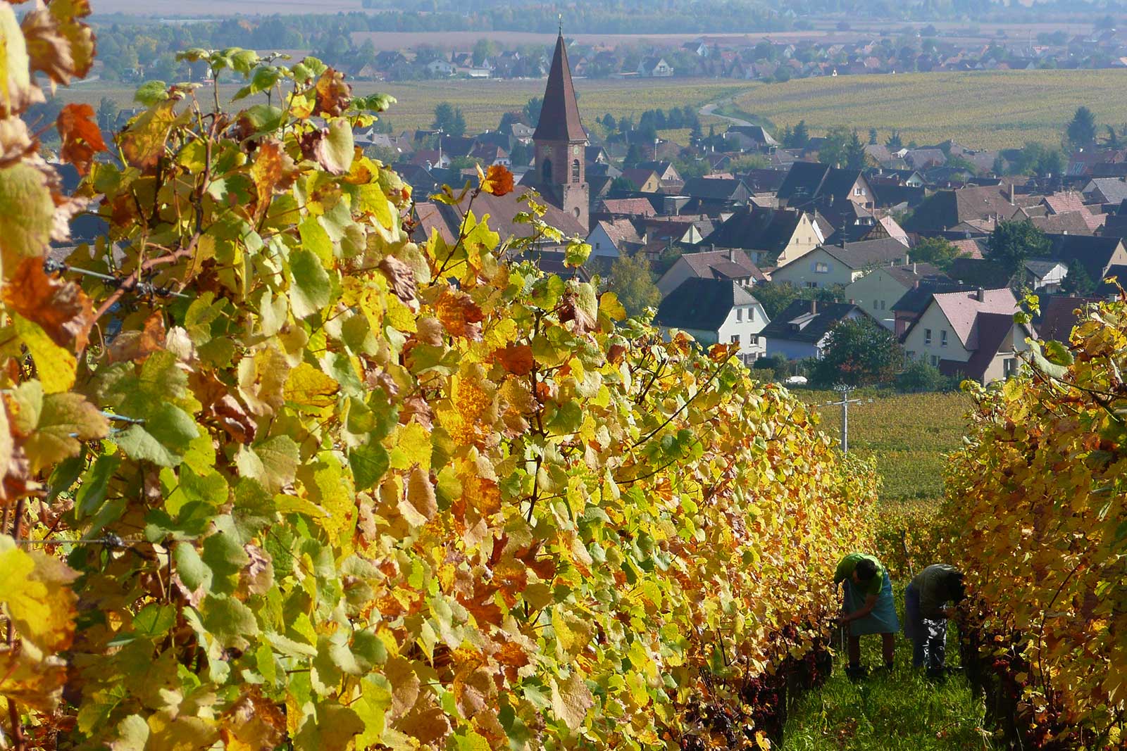 A view of Wettolsheim as harvest gets underway in the Grand Cru Hengst. ©Barmès-Buecher