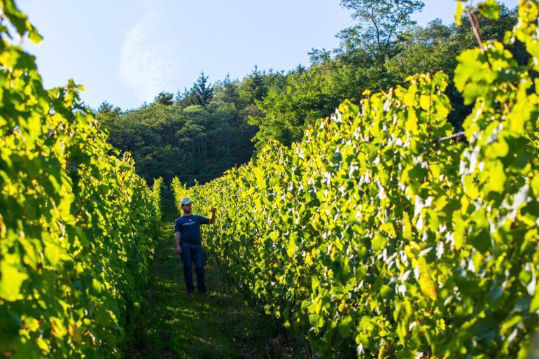 Maxime Barmès surveys one of his biodynamic vineyards in Alsace. ©Barmès-Buecher