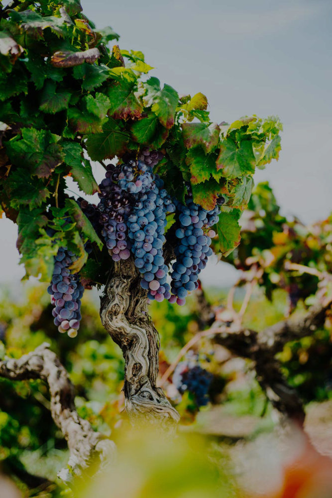 Old vine Nerello Mascalese grapes. ©Benanti