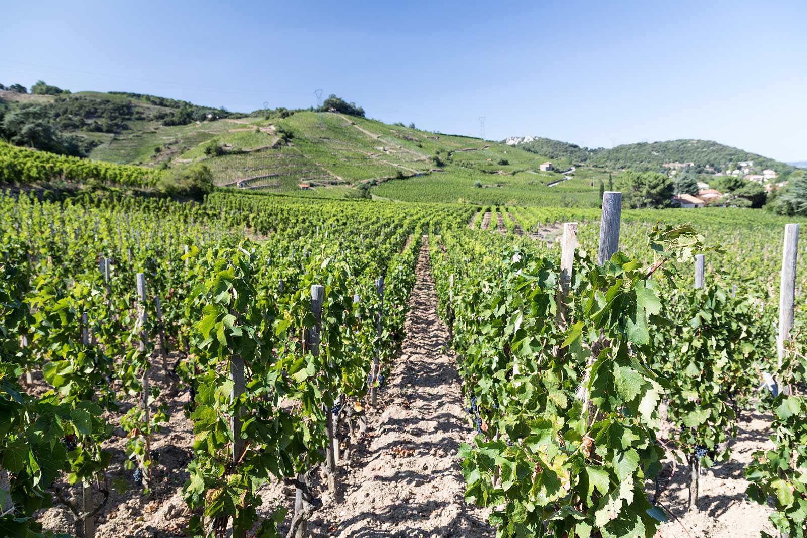 There are two Cornas. One that is broad and open-faced to the river (seen here); and another than is closed off by hills. The latter offers higher quality wines. ©Bernard Favre from Inter Rhône