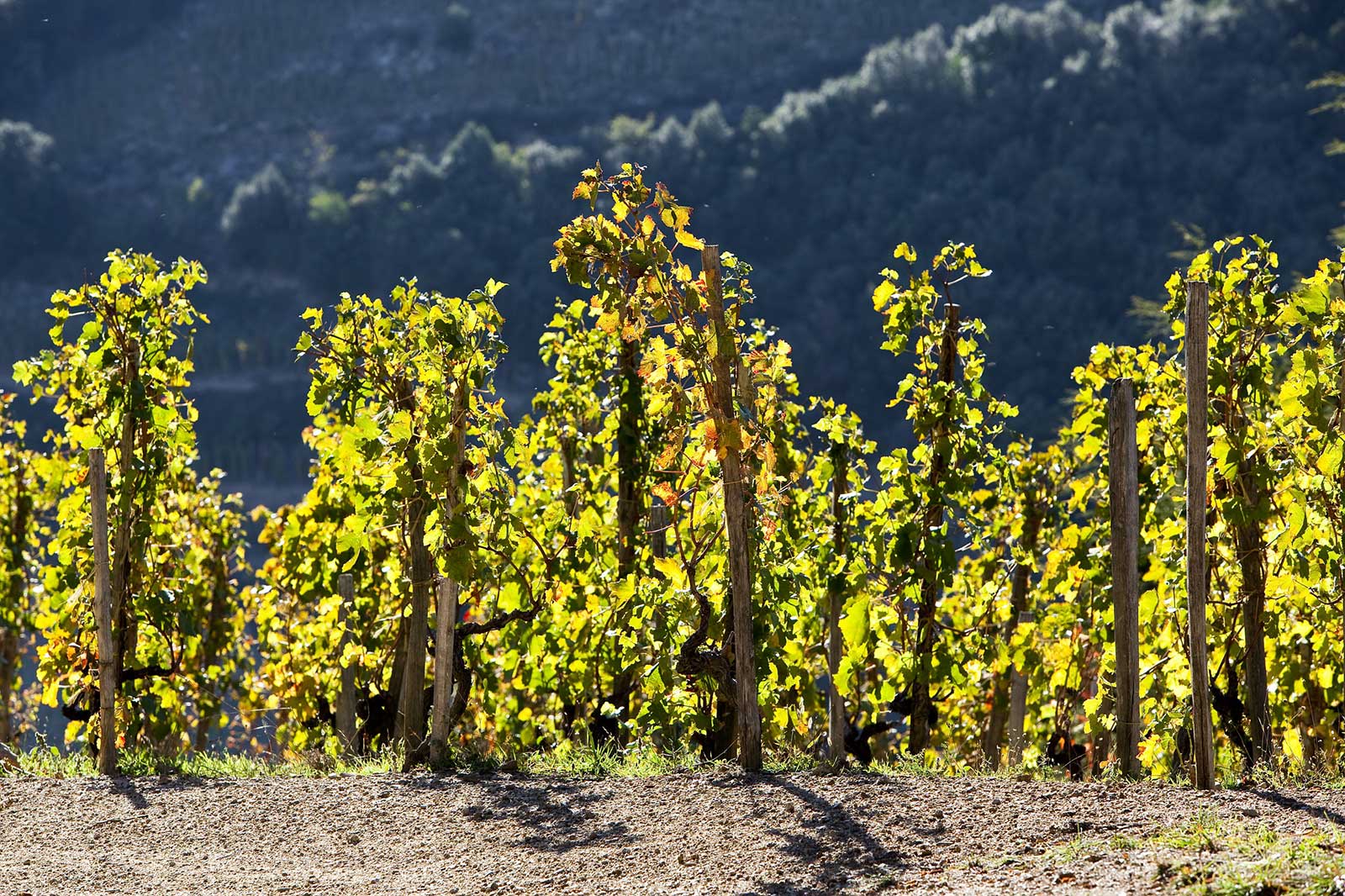 Vines trained on echalas are a common site throughout Cornas. (Stock photo).