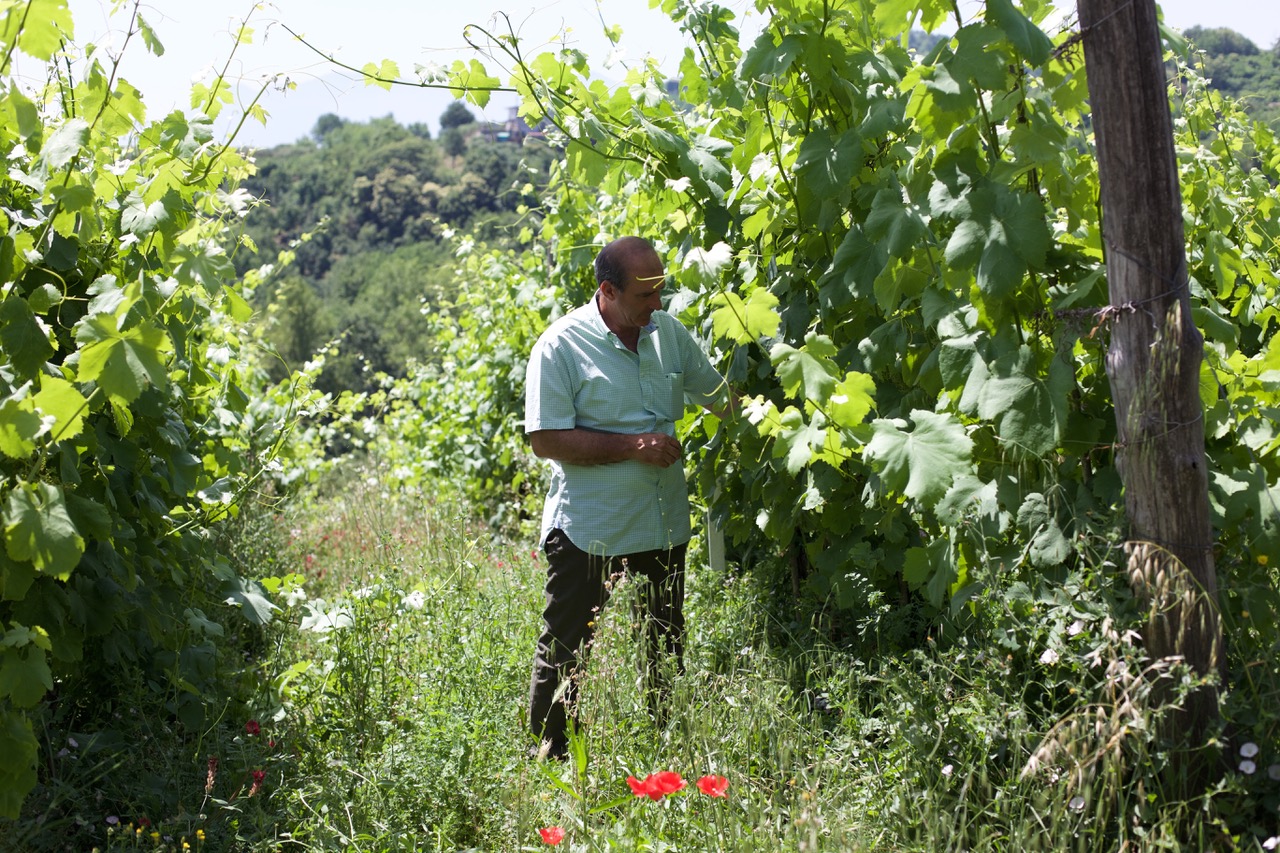 Winemaker Ciro Picariello in his vineyard in Summonte, Italy. ©Oliver McCrum Wines