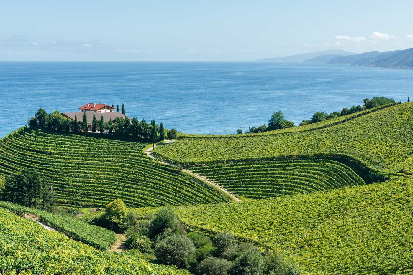 A view of the vineyards that give us Txakoli on the northeast coast of Spain. (stock photo)