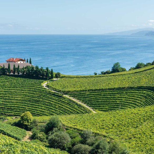 A view of the vineyards that give us Txakoli on the northeast coast of Spain. (stock photo)