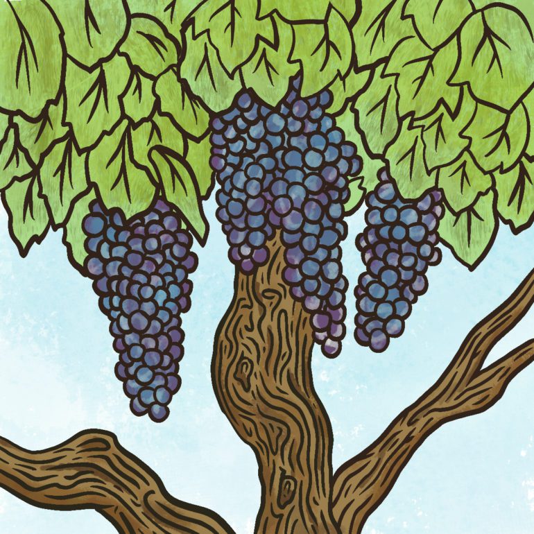 Grapes growing on an old vine. Illustration by Chris Gregori for Opening a Bottle.