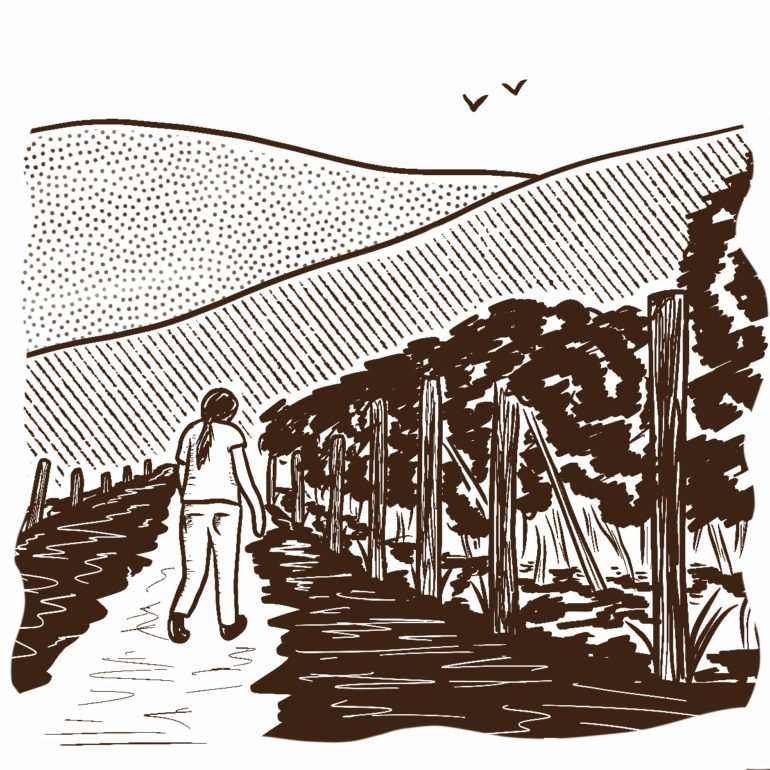 What the Winemaker Knows. illustration by Chris Gregori