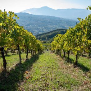 A low perspective of a vineyard in the heart of Campania, Italy. Stock photo.