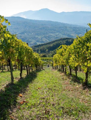 A low perspective of a vineyard in the heart of Campania, Italy. Stock photo.