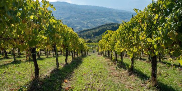 A low perspective of a vineyard in the heart of Campania, Italy. Stock photo.