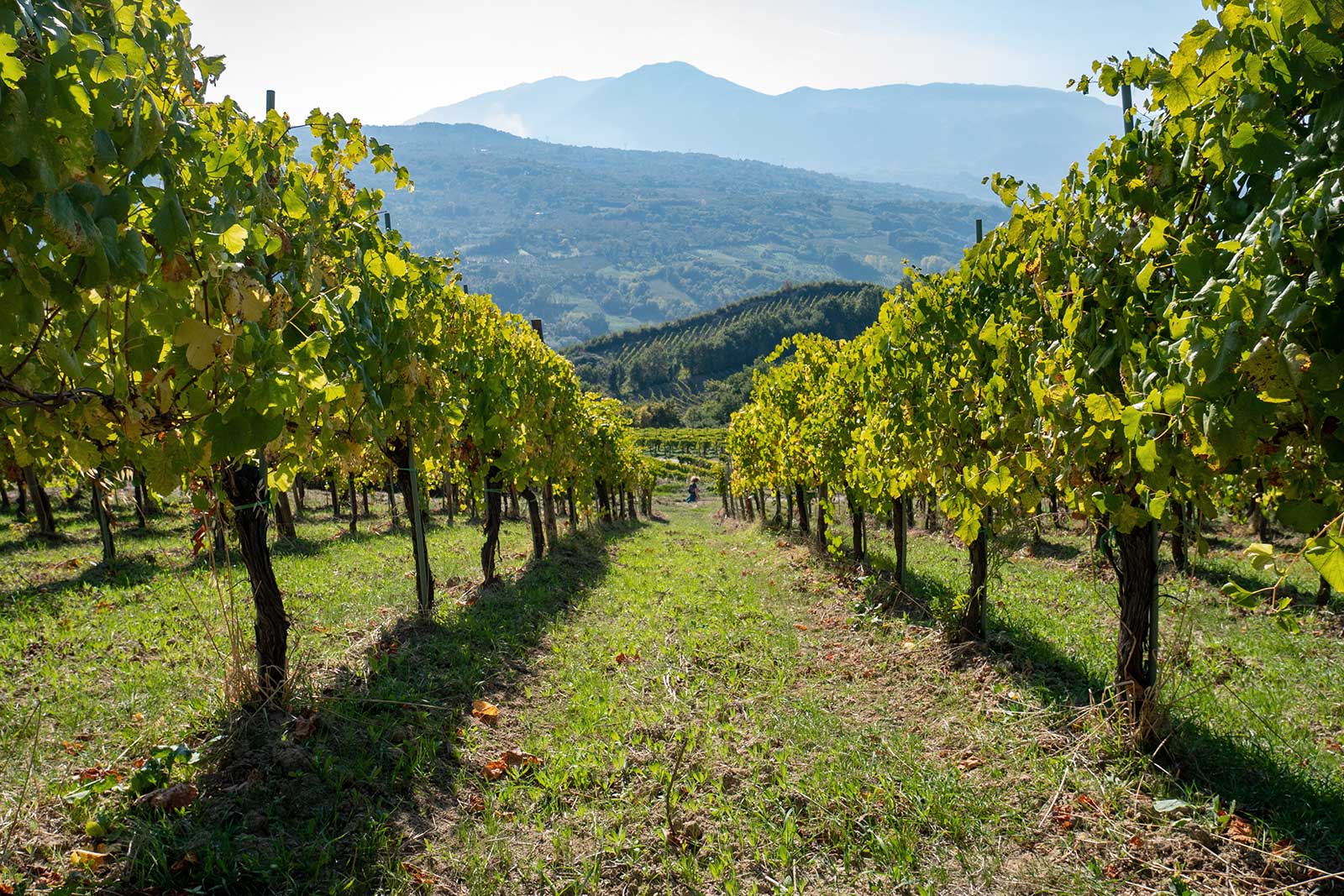 A low perspective of a vineyard in the heart of Campania, Italy. Stock photo.