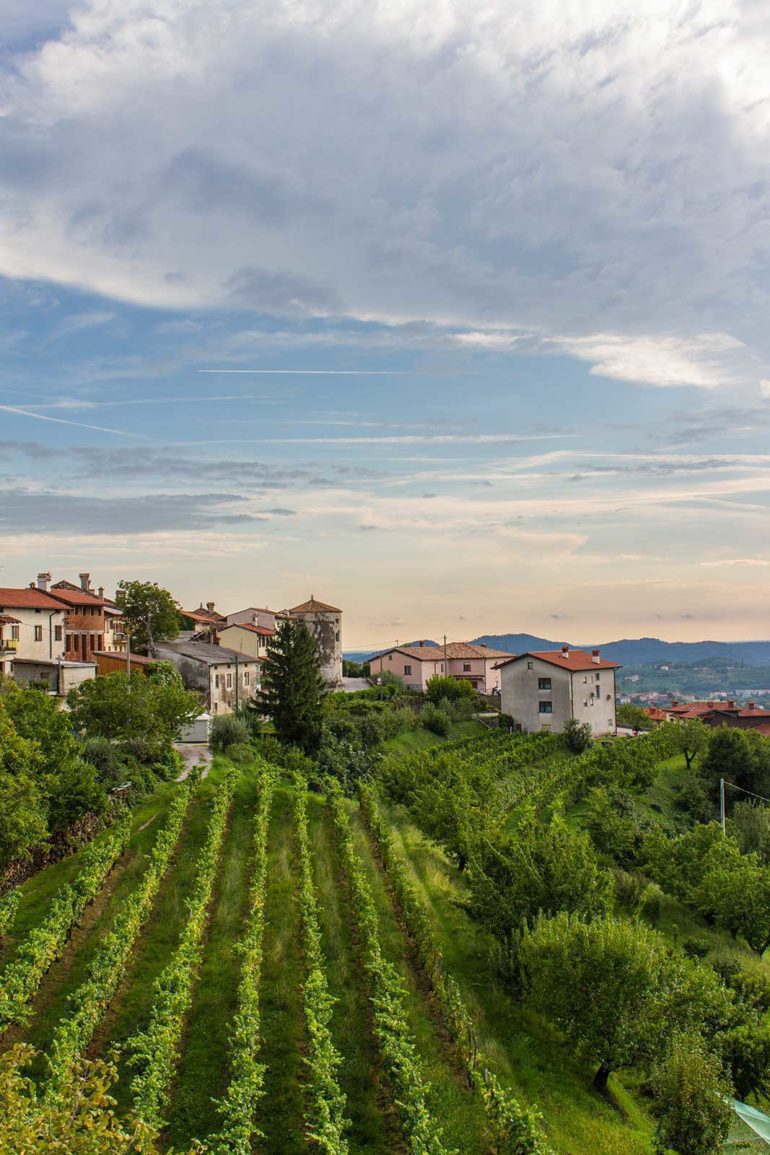 Campania vineyard landscape at dusk. S