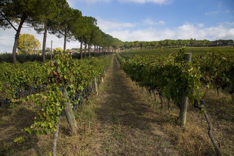 A vineyard at Monserrato 1973 in the Sannio province. ©Monserrato 1973