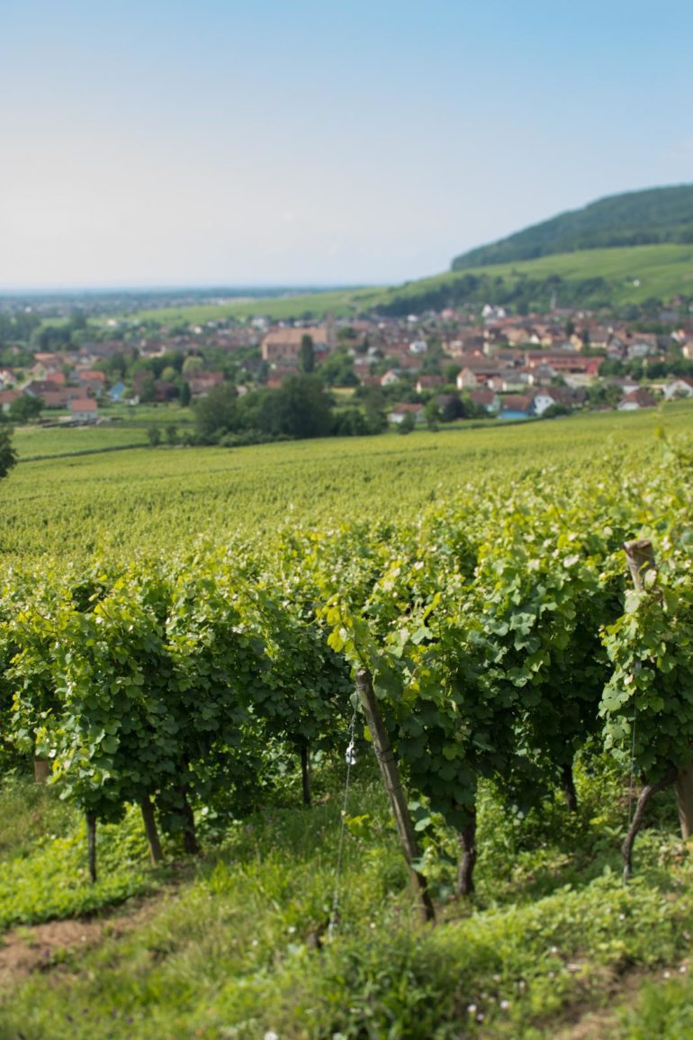 A biodynamic vineyard in Orschwihr, Alsace, France. ©Kevin Day/Opening a Bottle