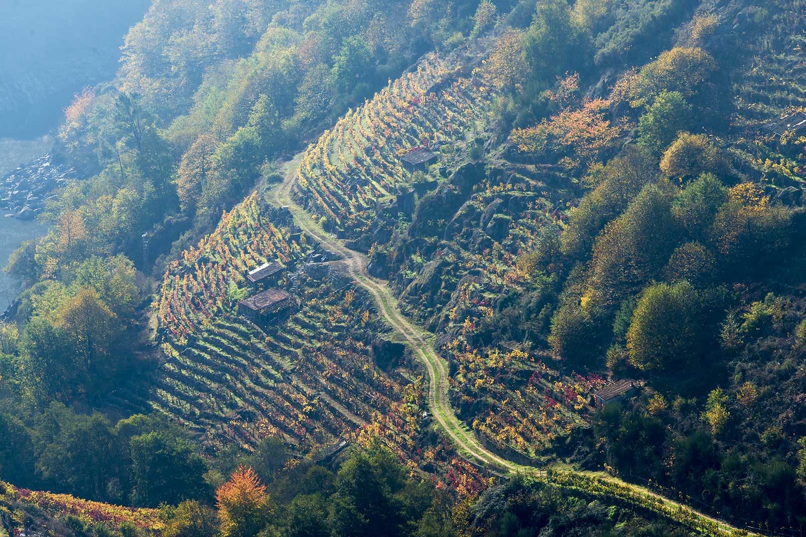 Vineyards in Ribeira Sacra, Spain. Stock photo.