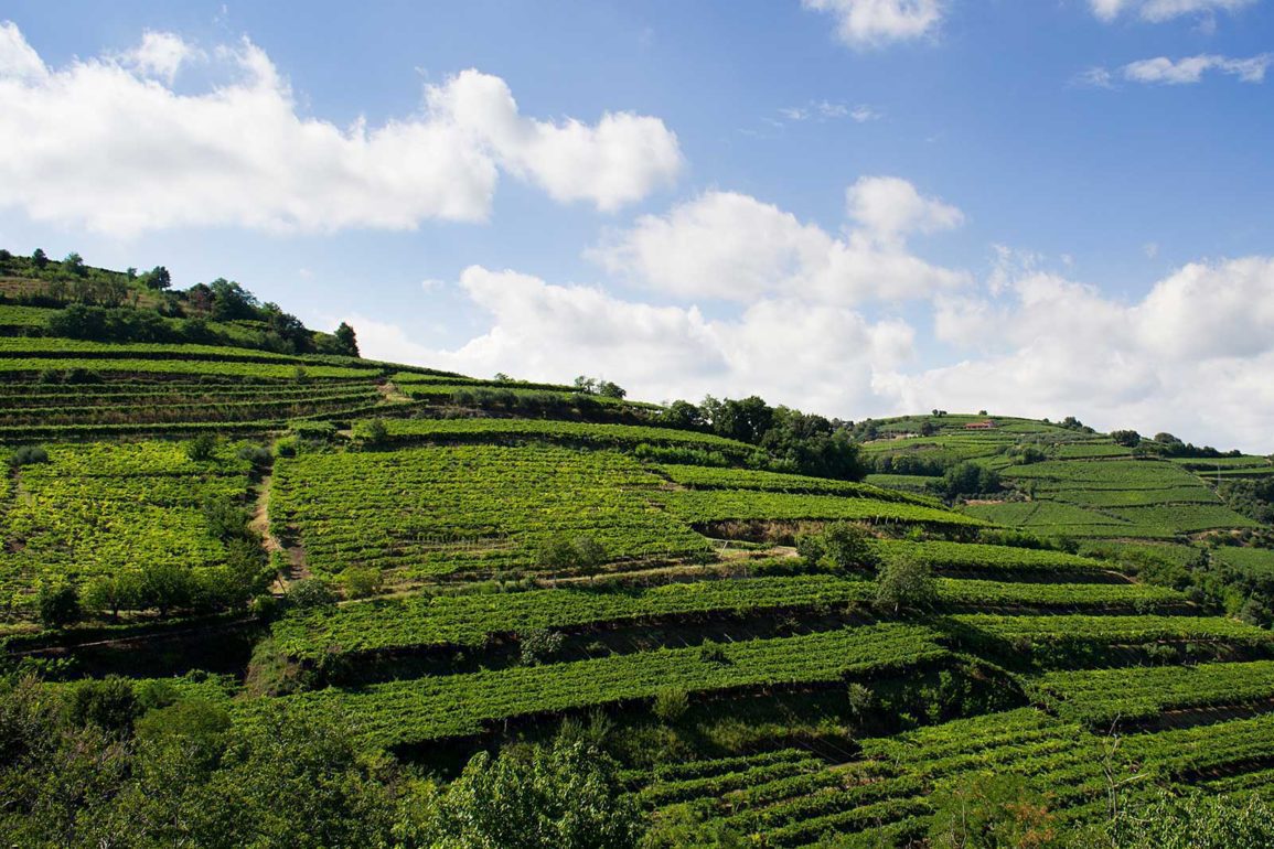 Inama's vineyards in the Carbonare cru of Soave Classico. ©Inama