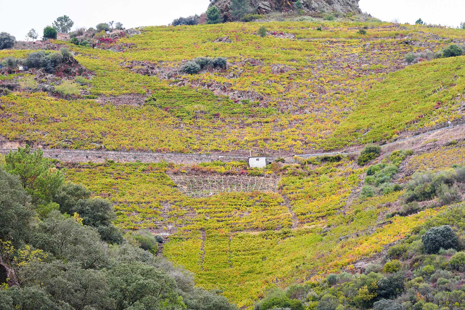 The ultra-steep vineyards along the Miño and Sil Rivers in Ribeira Sacra constitute a new level of viticultural insanity. (Stock photo)