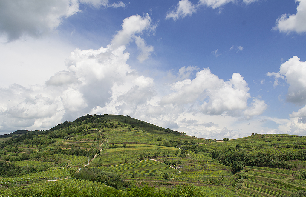 The vineyards of the Foscarino Cru in Soave. ©Inama